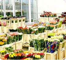 Fleurs en gros 