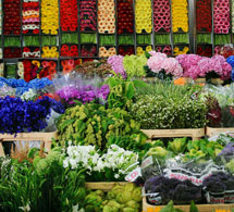 Fleurs et plantes en gros 