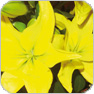 lys