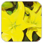 Lys