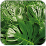 feuillage vert coupe
